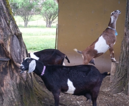 goats